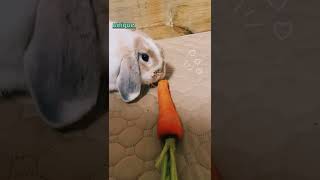How much carrot can rabbits eat a day 😋 | Why do rabbits love carrots  #rabbit #carrot #animal #fun