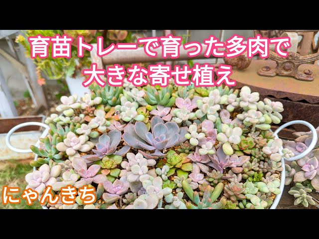 多肉植物】夏にボロボロになった葉挿しっ子やセダム達を使って大きな
