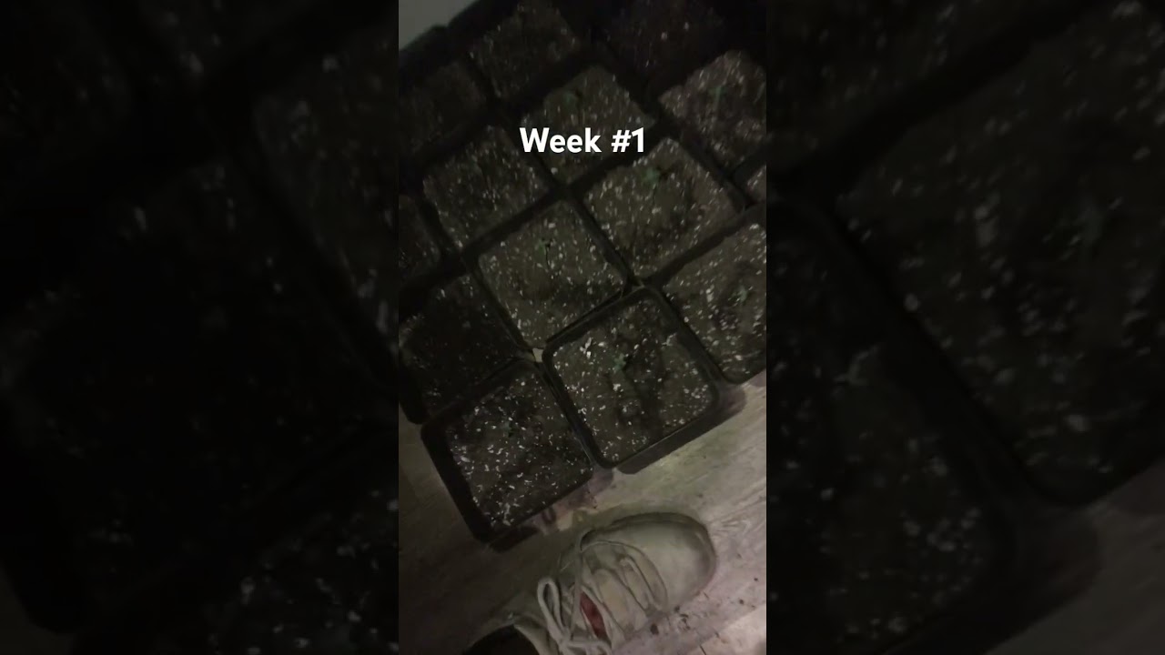 Space runtz week #1 ‼️ S.O.G method. 