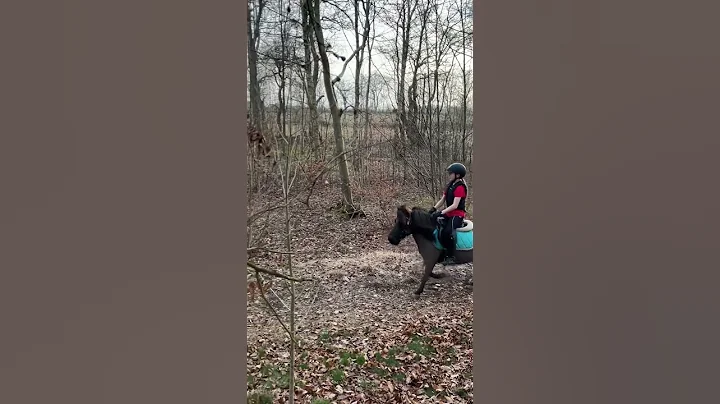 The forest!🌳😍🐎#horse #equestrian #horsetrack #equestrianjourney #horselover #horserider #pony