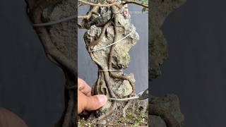 Download Lagu Bonsai, Making Roots Attach to Rocks MP3