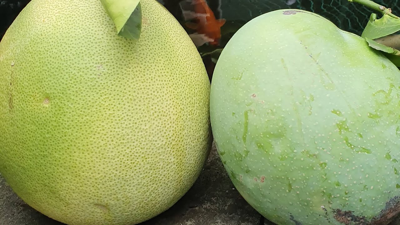 Úc châu 13,2,26 . buổi sáng ra vườn hái trái và hoa nở đẹp 