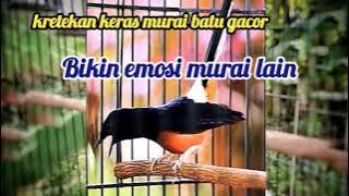 KRETEKAN KERAS BURUNG MURAI BATU GACOR MEMANCING MURAI BATU LAIN AGAR IKUT BUNYI DAN GACOR