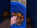 🌳 Fresh Picking “Japanese Persimmons Fruit” in Northwest Florida