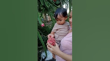 Altha panen buah naga merah‼️#althafunnisa #shortvideo #babylucu #baby #buahnagamerah #panenbuah
