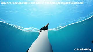 Why Are Penguins Black and White? The Amazing Reason Explained!