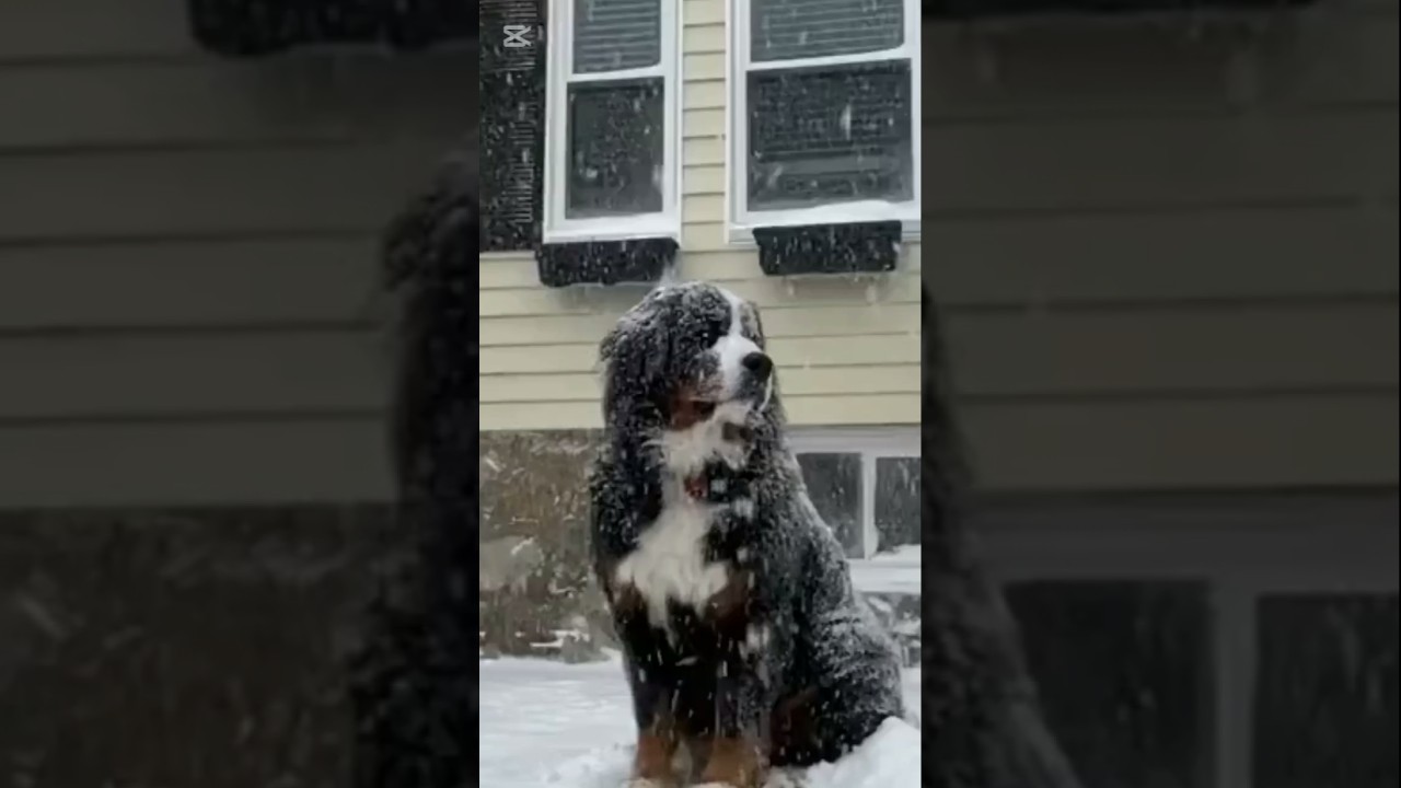 ❄️🐶Your Dog&rsquo;s Winter Cuddles Have a Hidden Meaning😲#dog#trending#youtubeshorts#petlover#shorts#viral