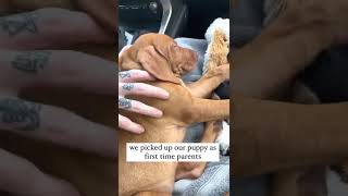 Today Is My Gotcha Day The Day My Pawrents Lives Changed Forever More