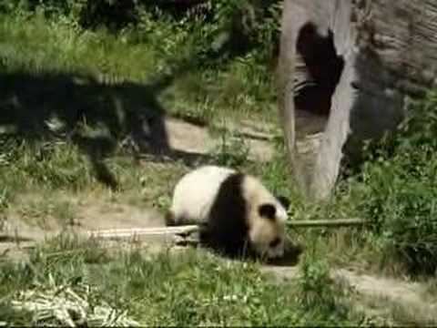 Fu Long teasing Yang Yang in the sun