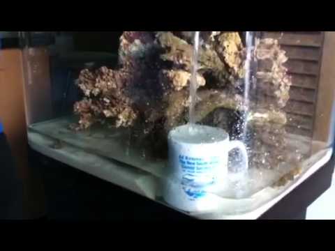 setting up a seahorse