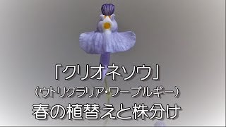 【 食虫植物 】2019年4月【 屋外で冬を越したクリオネソウの植替えと株分け 】