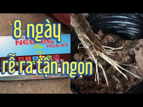 Video cách giâm chiết cành sung sống và ra rễ nhiều, loại... - youtube