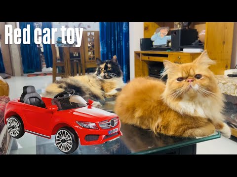 New gift for Cherry & Kitty😻#cat #gift #car #love #pets #viral #trending #best #funny #pets 