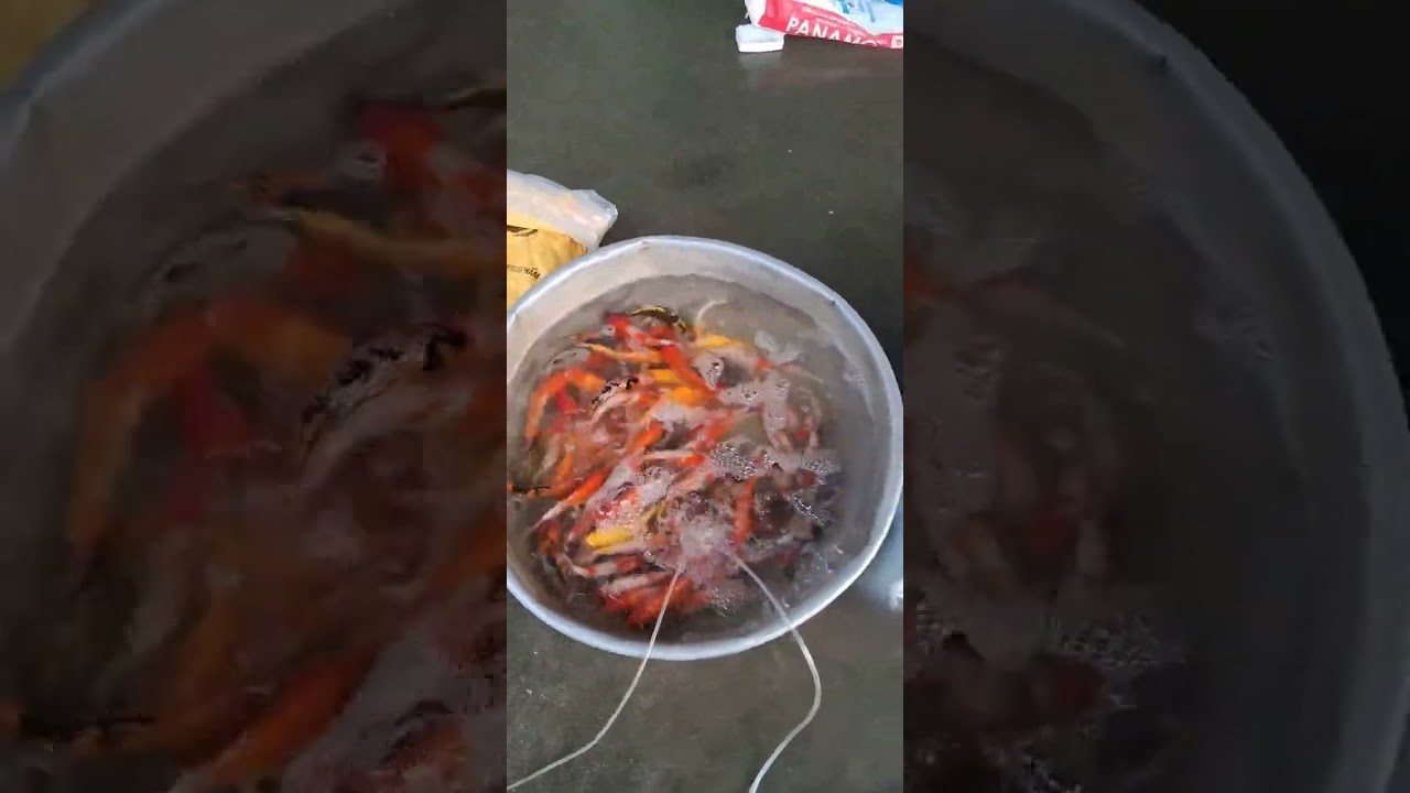 @cadacsan ✅ Trại Cá Giống Miền Tây đầy đủ Cá Nước Ngọt #cágiống #cátra #cálóc #cátrê @giathuysan