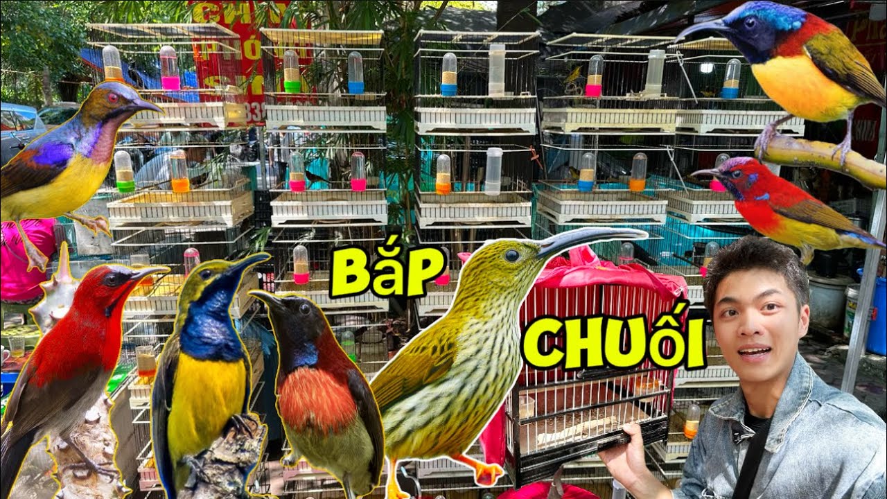 Chiêm Ngưỡng hơn 10 loài chim HÚT MẬT ĐỘC ĐÁO tại cửa hàng phiên chợ Hoàng Hoa Thám || Đạt Bird TV