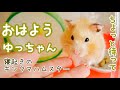 寝起きのキンクマハムスターと戯れる【おはよう、ゆっちゃん】