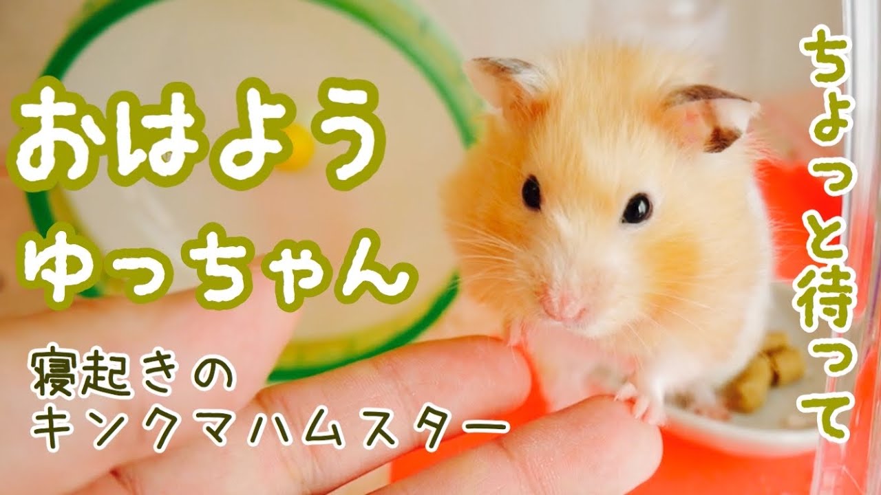 寝起きのハムスターと戯れる おはよう ゆっちゃん Youtube