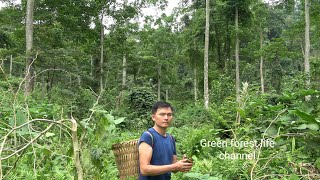 Picking Wild Vegetables From A Primeval Forest On The Mountain Robert Green Forest Life