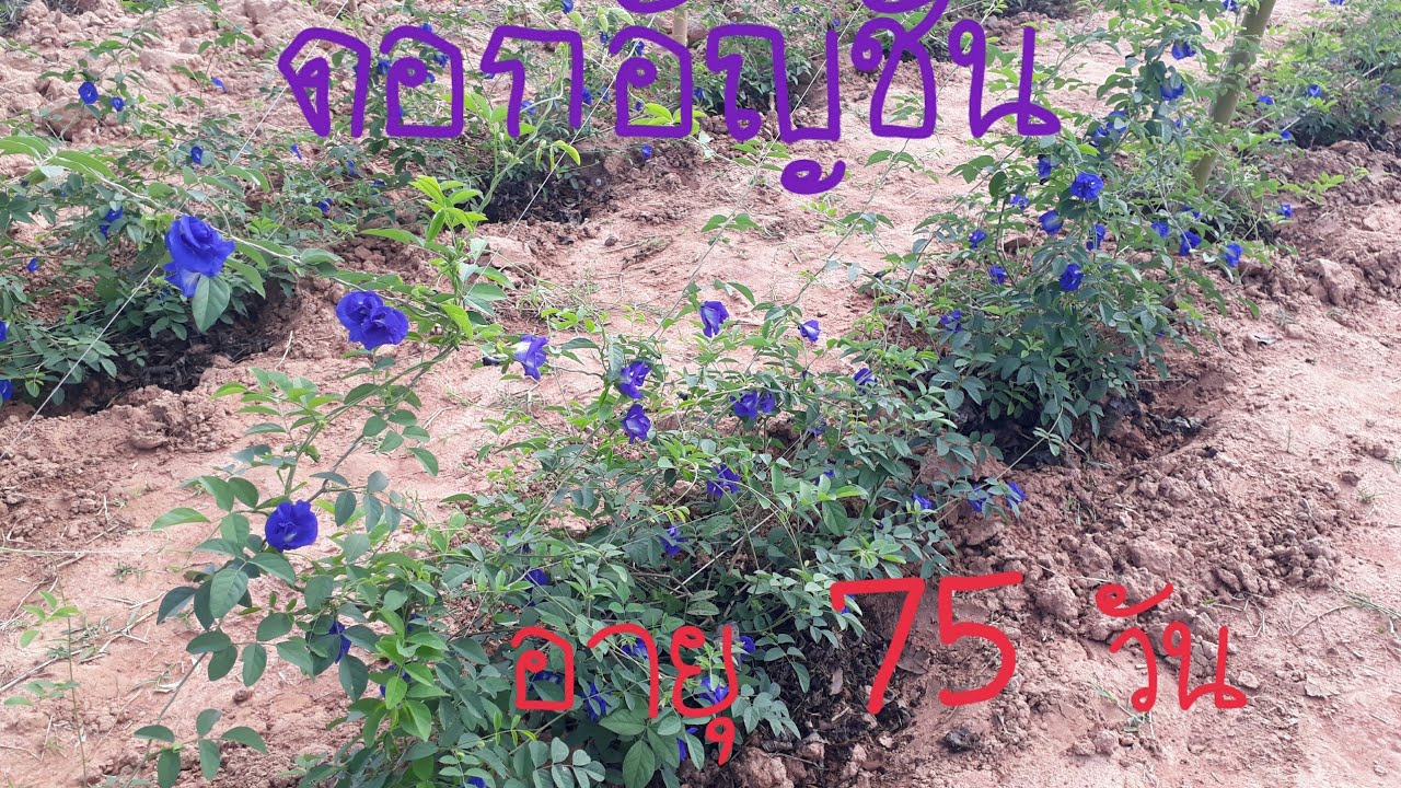 พาชมดอกอัญชัน