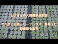 セル苗（白菜・リーフレタス・春菊）に殺虫剤を散布