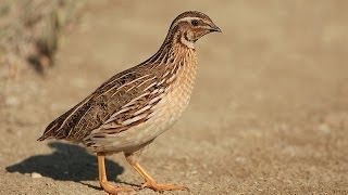 Quail Sounds