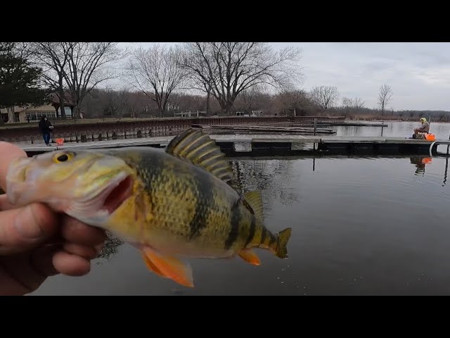 Power Line Fishing Montrose Harbor Coho Salmon Featuring JasonSpecial  Chicago Illinois Salmon 2021 