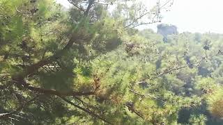 فيديو قصير يبين جمال الطبيعة في رحلتي في(سلام يا طبيعة)❤