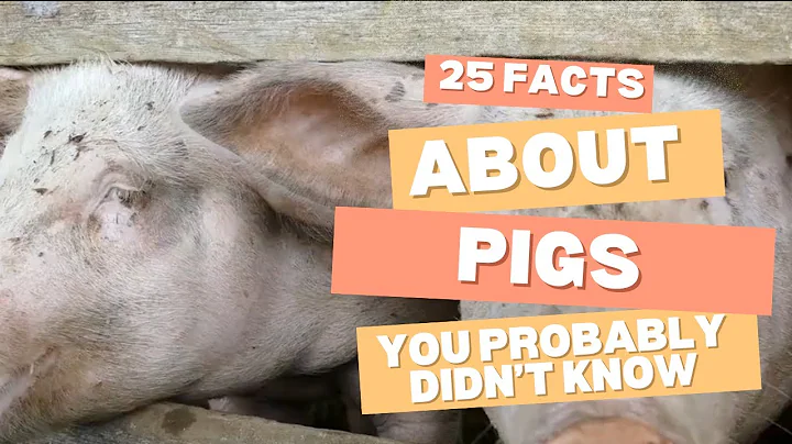 25 Fascinating Facts About Pigs You Probably Didn't Know #pigs #wildlife #facts