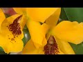 2.12.24 Перше домашнє цвітіння. Ctt. Golden Digger #orchid #cattleya#plants #garden