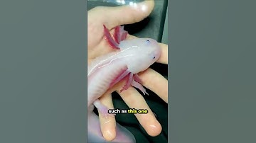 Thumbnail of This is a Morphed Axolotl 🦎