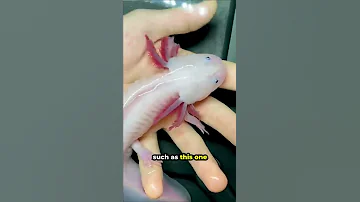 This Is A Morphed Axolotl 