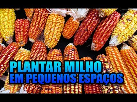 COMO PLANTAR MILHO EM PEQUENOS ESPAÇOS – Horta e permacultura urbana.