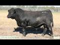 Lot 50 Lucrana Valedictorian V440 (PP)