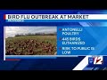 445 birds euthanized after bird flu found at Providence business