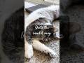 Bend…and SNAP 😊 #cat #kitty #pets #fyp