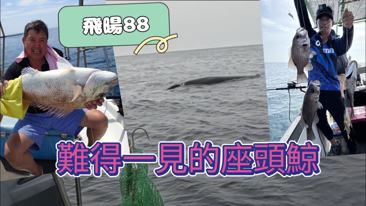 難得一見海中最大的生物，沒想到全船拉爽爽，一直釣大物