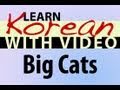 Learn Korean with Video - Big Cats