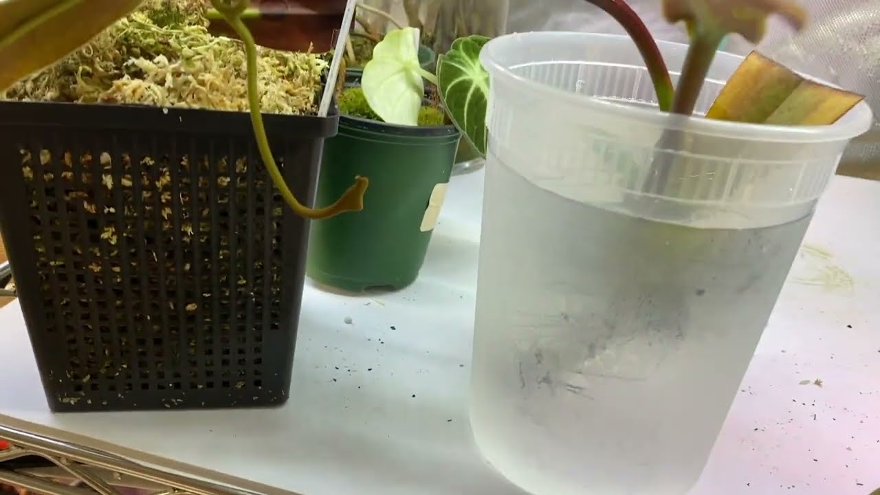 N. lingulata cuttings (after 1 year)