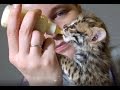 Детский сад! Растим котят и сурикатят. Wild kittens.