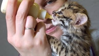 Детский сад! Растим котят и сурикатят. Детский сад! Растим котят и сурикатят.