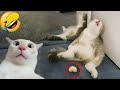爆笑アニマルたちがあなたの笑いのコントロールをぶっ壊すよ 😂