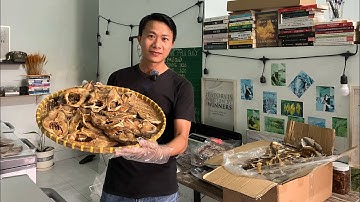 Khô Cá Bò Da Cá Chỉ Vàng Và Mực Khô Mini