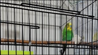 Budgie Live Stream 🌱 | Soft Bird Sounds for Relaxing & Studying” screenshot 2
