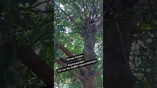 Sümmaniden Yol Ver Ulu Dağlar Aşam Belinden Gürsel Ceylandan Dinliyoruz