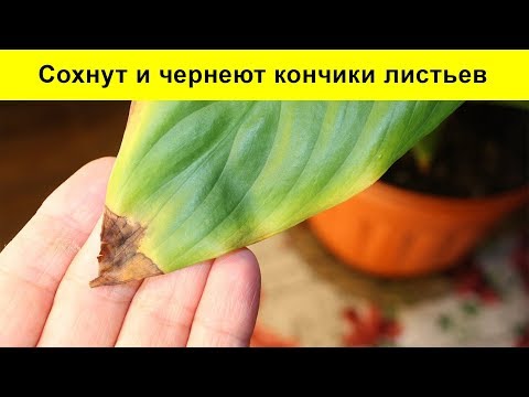 Видео: Компоненти на женското щастие