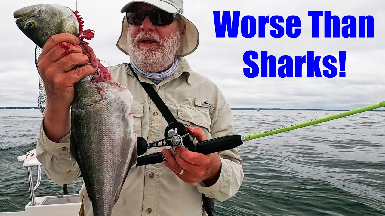 Наконец-то фальшивый альбакор! Хищники вышли из-под контроля, ловля на джиг.