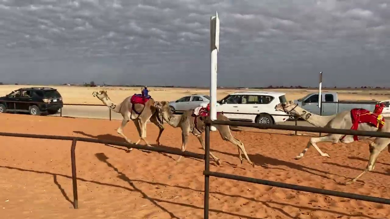 مياس/ محمد عوده النجيدي 