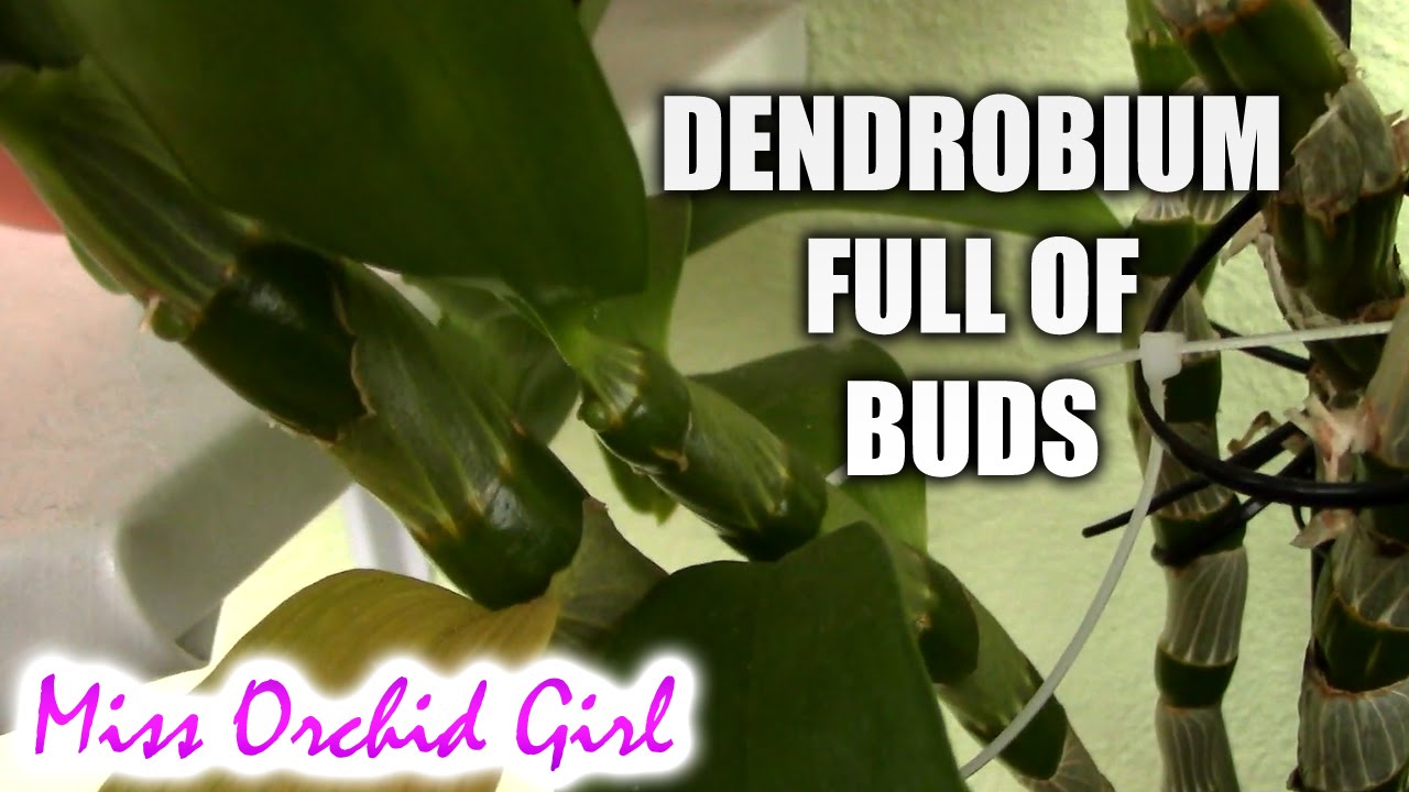 Орхидеи сорта Dendrobium Nobile полны бутонов!