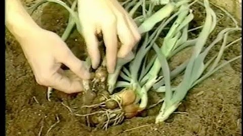 Introduction to tissue culture and micropropagation