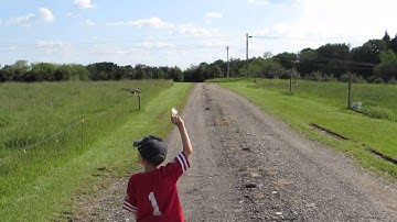 Tree swallow takes feather from Kaden